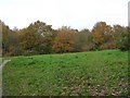 Woodland near Lower Lodge Farm in CO7 9SG