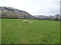 Sheep pasture near Llandinam in SY17 5AD