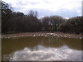 Pond by the A618 Rotherham Road in S43 4TJ