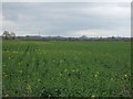 Farmland off Cross Lane in NG23 5RW