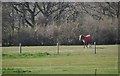 South Wight : Grassy Field & Horse in Freshwater
