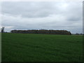 Farmland towards Barleyholme Wood in NG13 8QY