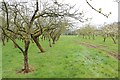 Orchard Croft orchard, Putley in HR8 2RL