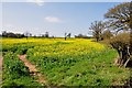Rape field in flower near Old Arley in CV7 8ED