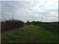 Hedgerow and field near Hawton in NG24 3RL