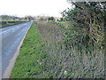 Near Gravel Pit Plantation looking towards Gayton in PE32 1WL