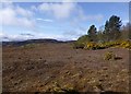 Moorland beside Boblainy Forest in IV4 7HS