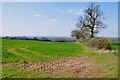 A Field of Corn and Hedgerows in CV9 2JU
