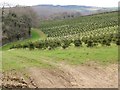 Christmas Tree Plantation in TQ13 7EP