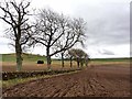 Ploughed field and line of trees, Aucharroch Cottage in DD8 5HD
