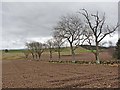 Ploughed field and row of trees, Aucharroch Cottage in DD8 5HD