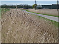 Reed filled dike and Wiseman's Gate in PE12 6JD