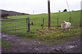 Gate and pasture to the south of Whitecross in GL15 4PN