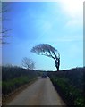 Wind Sculptured Tree in TQ9 7PZ