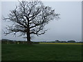 Tree and farmland, Eldmire in YO7 3JQ