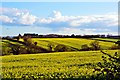 Stalbridge: View from Park Wall of Rapeseed Fields in DT10 2RR