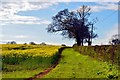 Stalbridge: View Parallel to Park Wall Road of Rapeseed Fields in DT10 2RR
