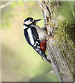 A Male Great Spotted Woodpecker - Coed Hills in Bro Morgannwg - the Vale of Glamorgan