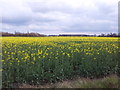 Hell for Hayfever sufferers! Oilseed rape growing in a field near Ringsfield in NR34 8LL
