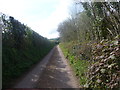The Lane near Bickerton Ponds in TQ7 2EW