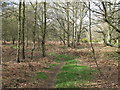Path through the birches in HP4 2QA