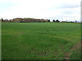 Farmland towards Fox Covert in North Yorkshire