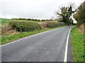 Ivy-covered tree, Ashtree Lane in NE39 2EB