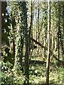Hilltop woodland in TA24 7DQ
