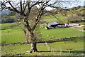 Sheep and cows at Tŷ-obry in LL48 6RL