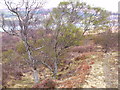 First blush of Spring in trackside birches above Loch Eil in PH33 7AN