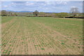 Arable field near Tumpy Green in GL11 5HZ
