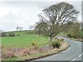 Tree at the bend, Lead Road in NE42 5NW
