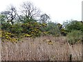 Flowering gorse on scrubby land in NE17 7AU
