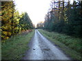 Forestry track in the middle of Dalby Forest in Allerston