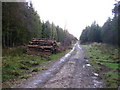 Log piles near Red Dike in Dalby Forest in Allerston