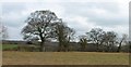 Trees along field boundary, Great Cheverell in SN10 5UT