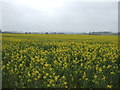 Oilseed rape crop off Hough Road in NG32 2PX