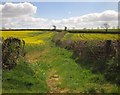 Footpath near Wheeldon in TQ9 7JY