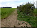 Field boundary near Heath House Farm in PE31 6RL