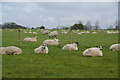 A field of sheep sitting down in PR4 0ZD