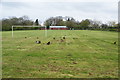 Chickens having free range on the playing fields in PR4 3RU