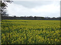 Oilseed rape crop off Newark Road in NG24 2SL