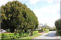 Moss Mere's three yews, Brookhouse Green in CW11 0FE