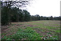 Woodland and Field in ST15 0ND