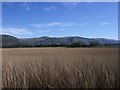 River Forth, reed beds in FK9 5QJ