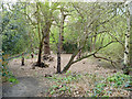 Minor clearance, Wimbledon Common in SW15 3RA