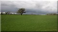 Tree in field near Barwick in BA22 9UY