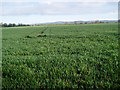 Wheat field in PO20 2EU