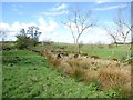 A lost meander of the Bannock Burn in FK7 7XU