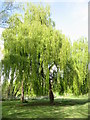 Willow Trees, Rivacre Valley in CH66 3RJ